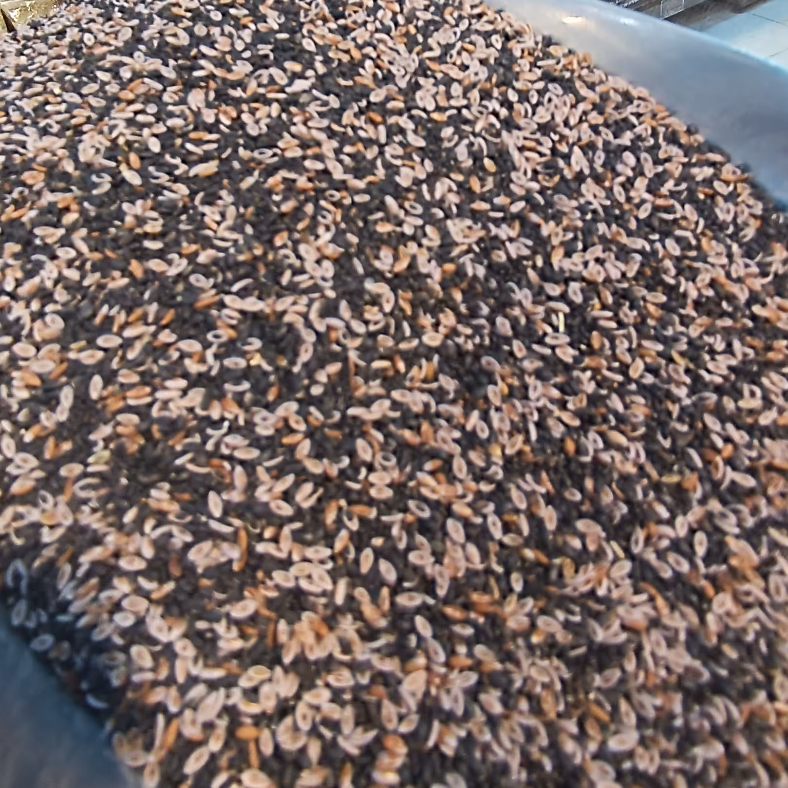 چهار تخم شربتی