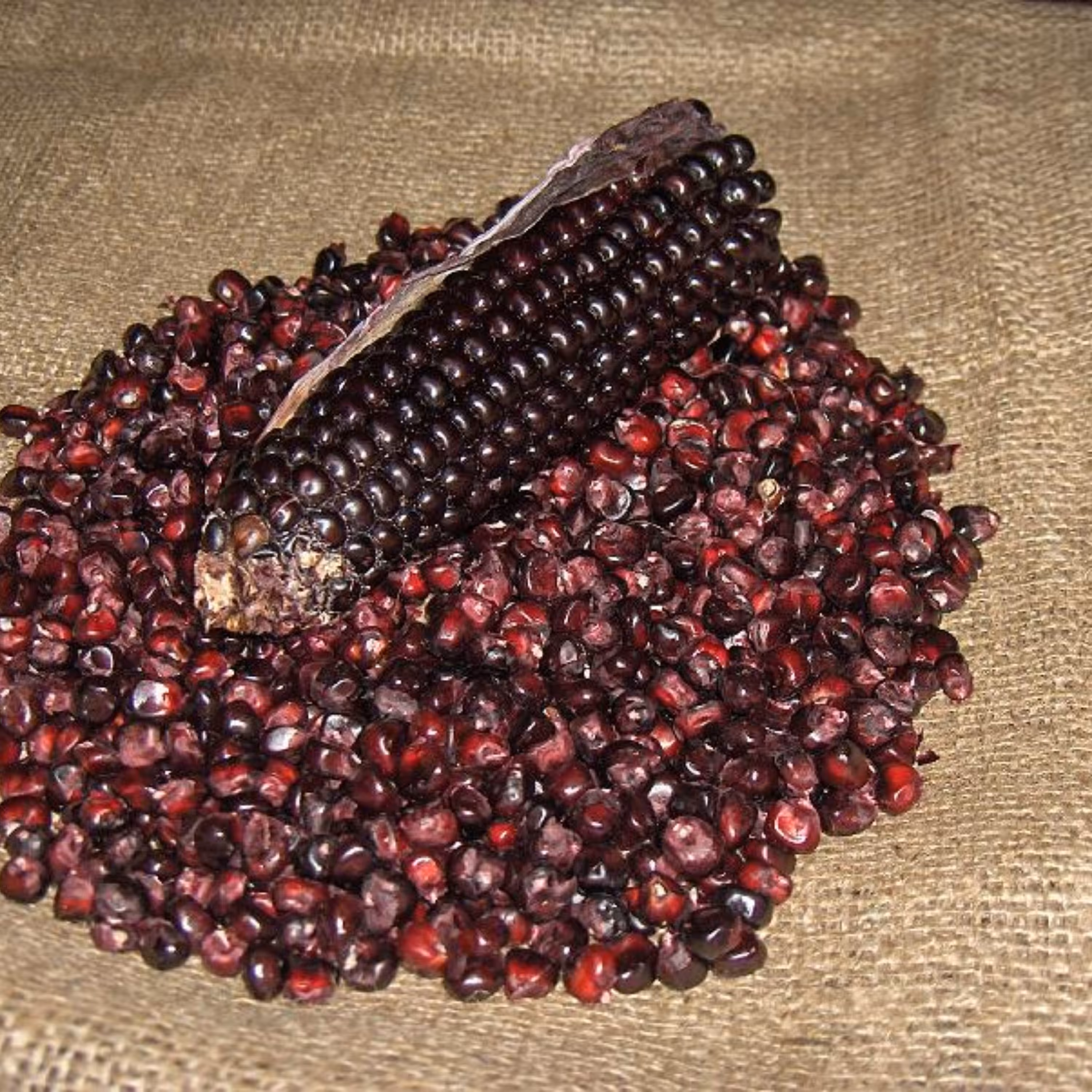 بذر ذرت شرابی (اناری) 10عددی