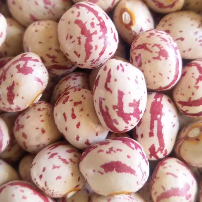 لوبیا چیتی خمین اعلا بسته 10 کیلوگرمی 