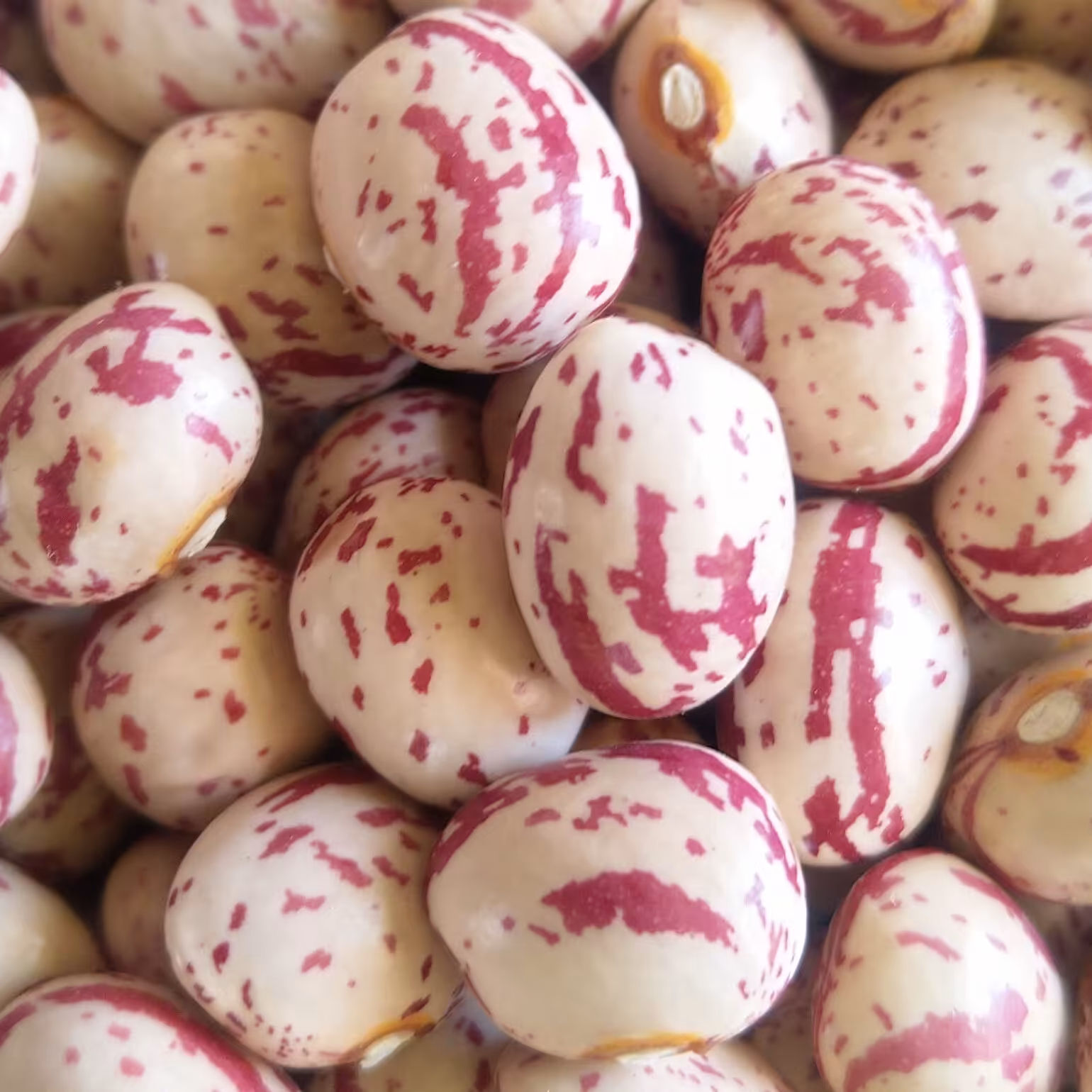 لوبیا چیتی خمین اعلا بسته 10 کیلوگرمی 