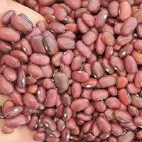 لوبیا قرمز درجه یک 