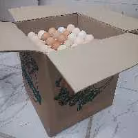 تخم مرغ بومی فریدن 180 تایی کارتنی