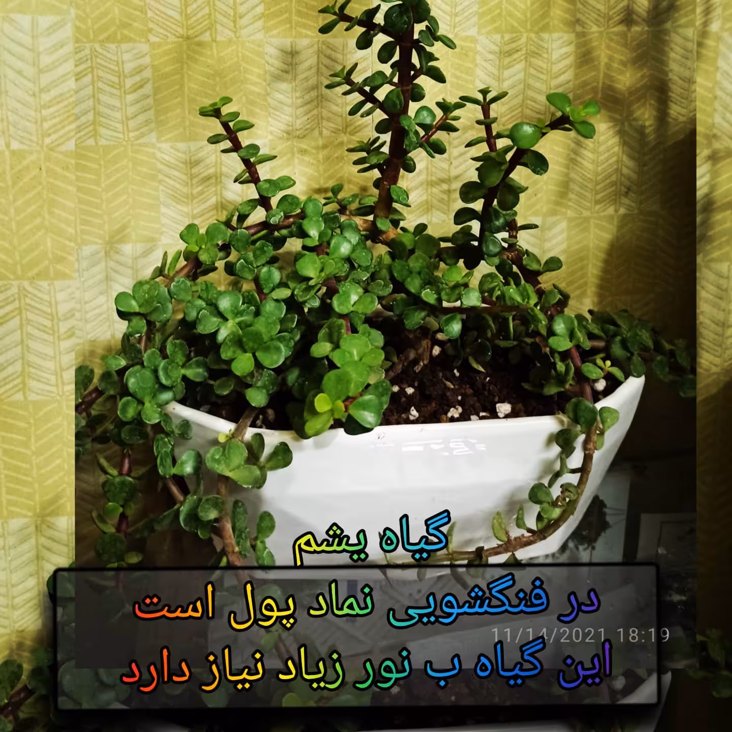گیاه بن سای یشم یا کراسولای خرفه ای با گلدان سرامیکی