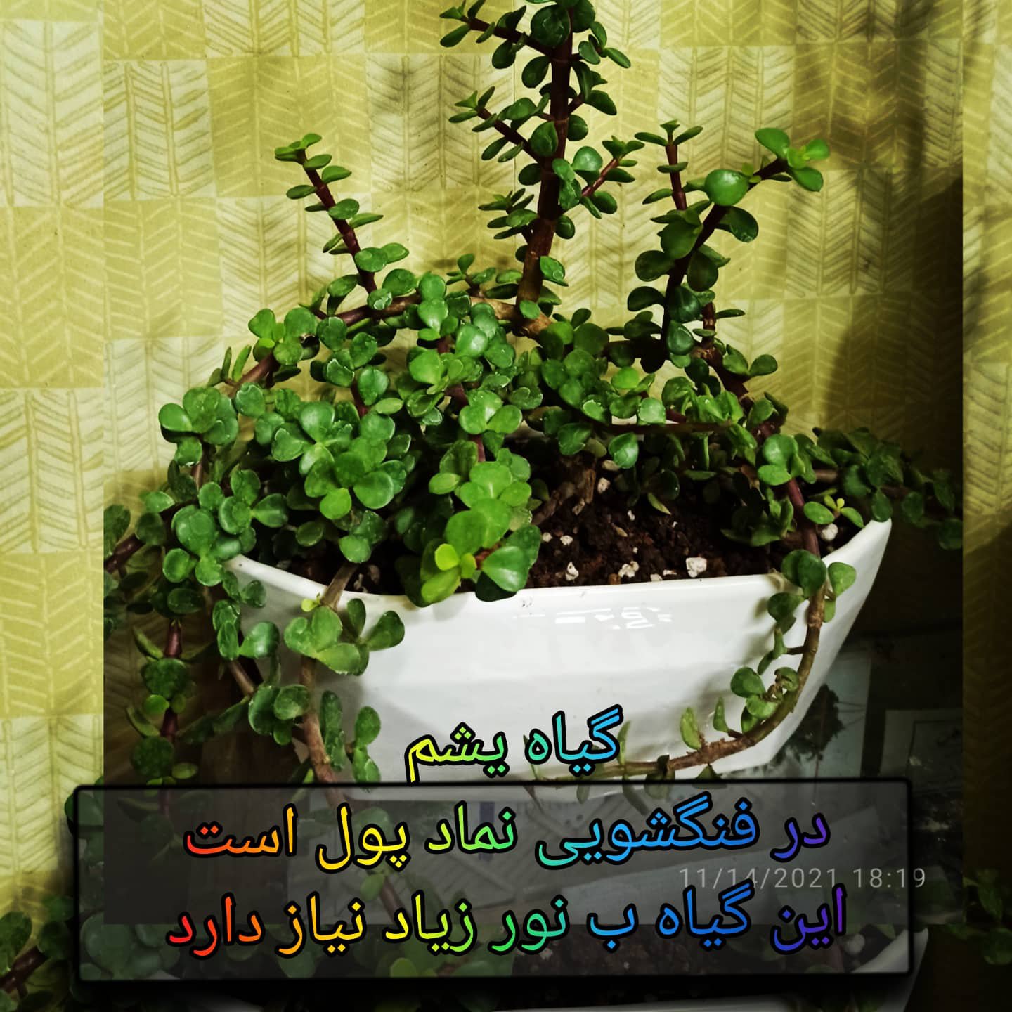 گیاه بن سای یشم یا کراسولای خرفه ای با گلدان سرامیکی