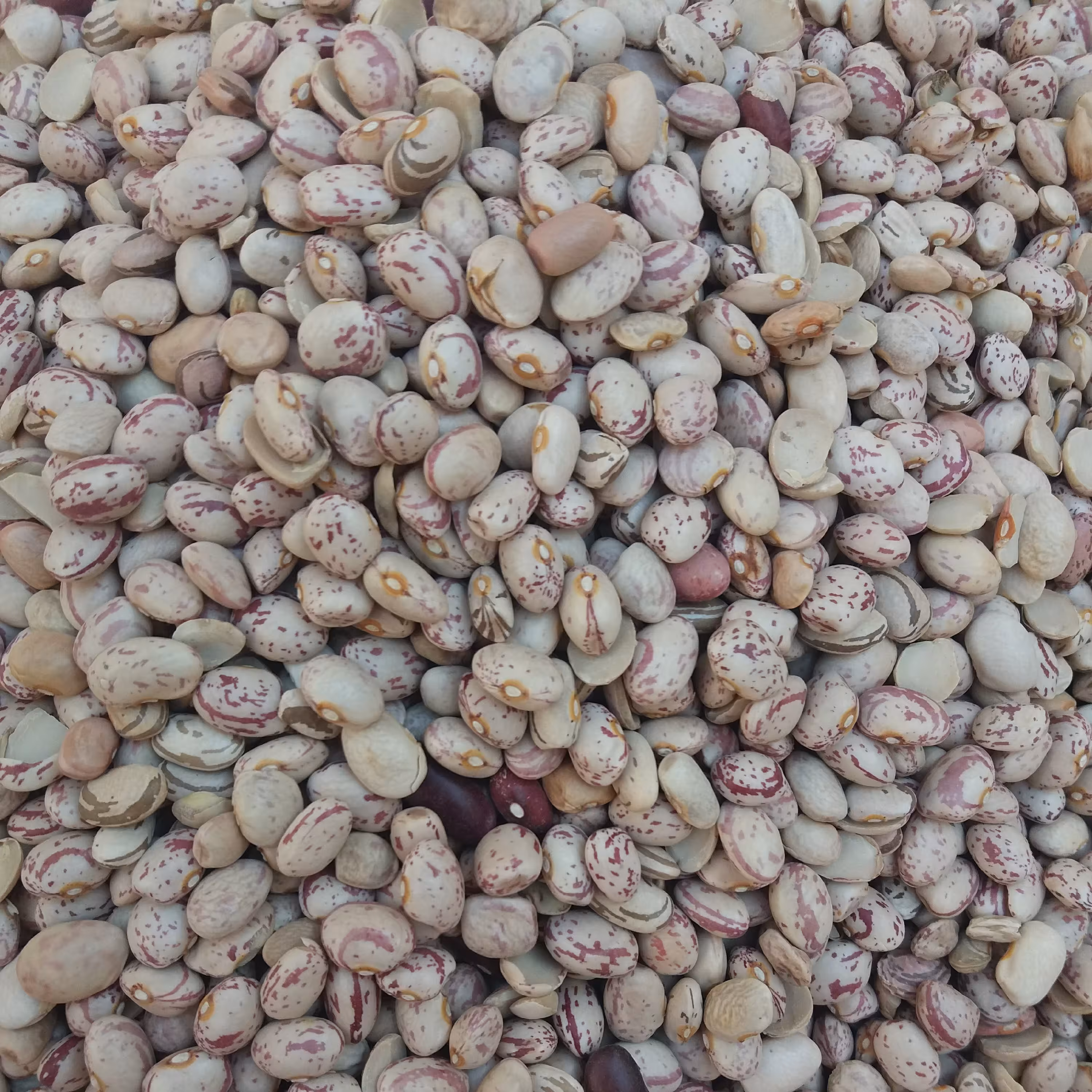 لوبیا چیتی -حداقل سفارش 4کیلو