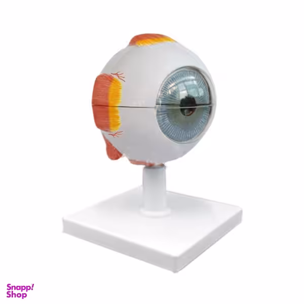 بازی آموزشی مولاژ آناتومی مدل کره چشم انسان