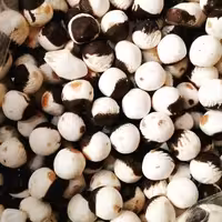 کشک دو رنگ اعلا ( 1000 گرم )