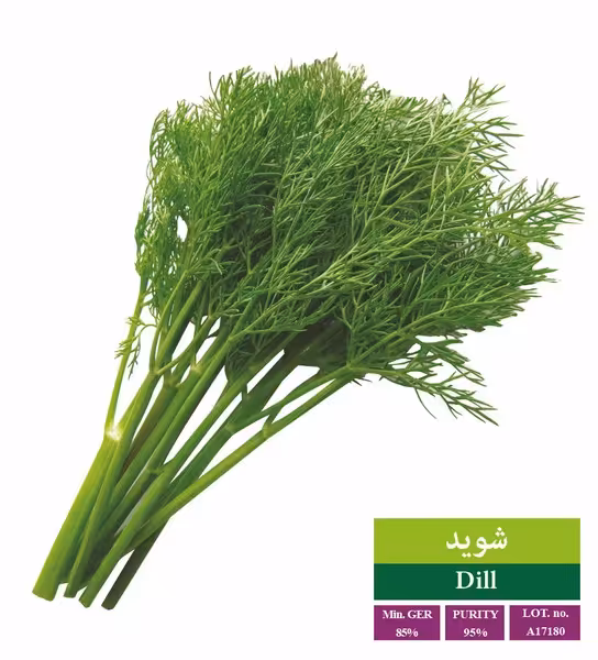 بذر شوید رویان - بذر طلایی رویان