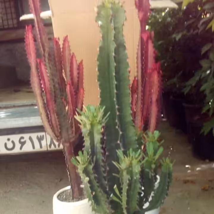 افربیا غول پیکر