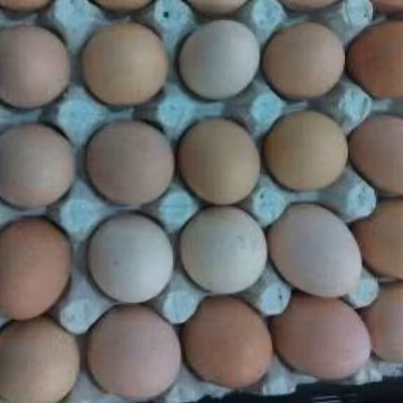 تخم مرغ محلی