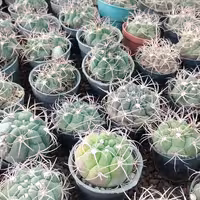 ژمینو بروچی سایز گلدان6. قیمت عمده 5000تومان و حداقل سفارش 1000 عدد 