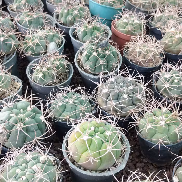 ژمینو بروچی سایز گلدان6. قیمت عمده 5000تومان و حداقل سفارش 1000 عدد 