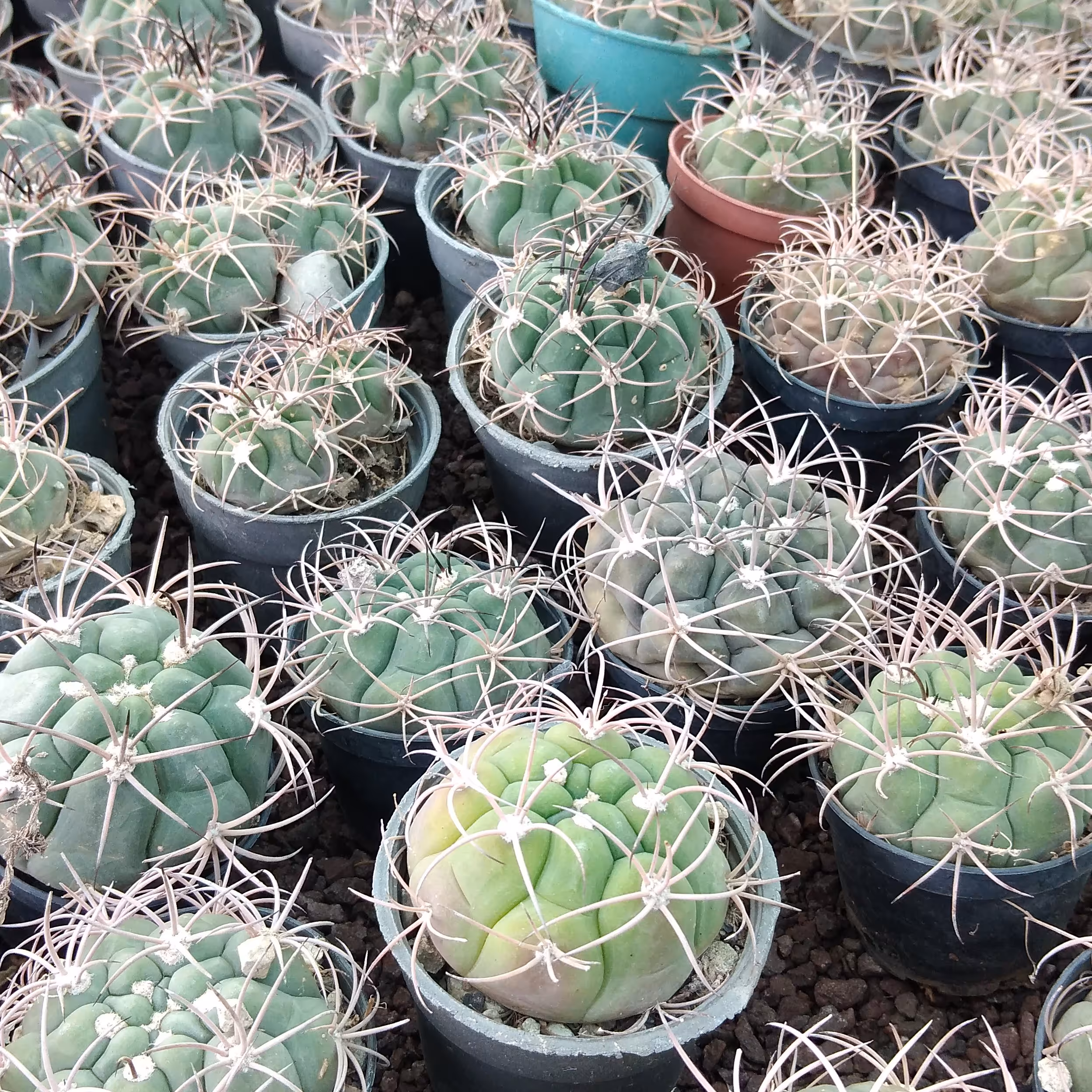 ژمینو بروچی سایز گلدان6. قیمت عمده 5000تومان و حداقل سفارش 1000 عدد 