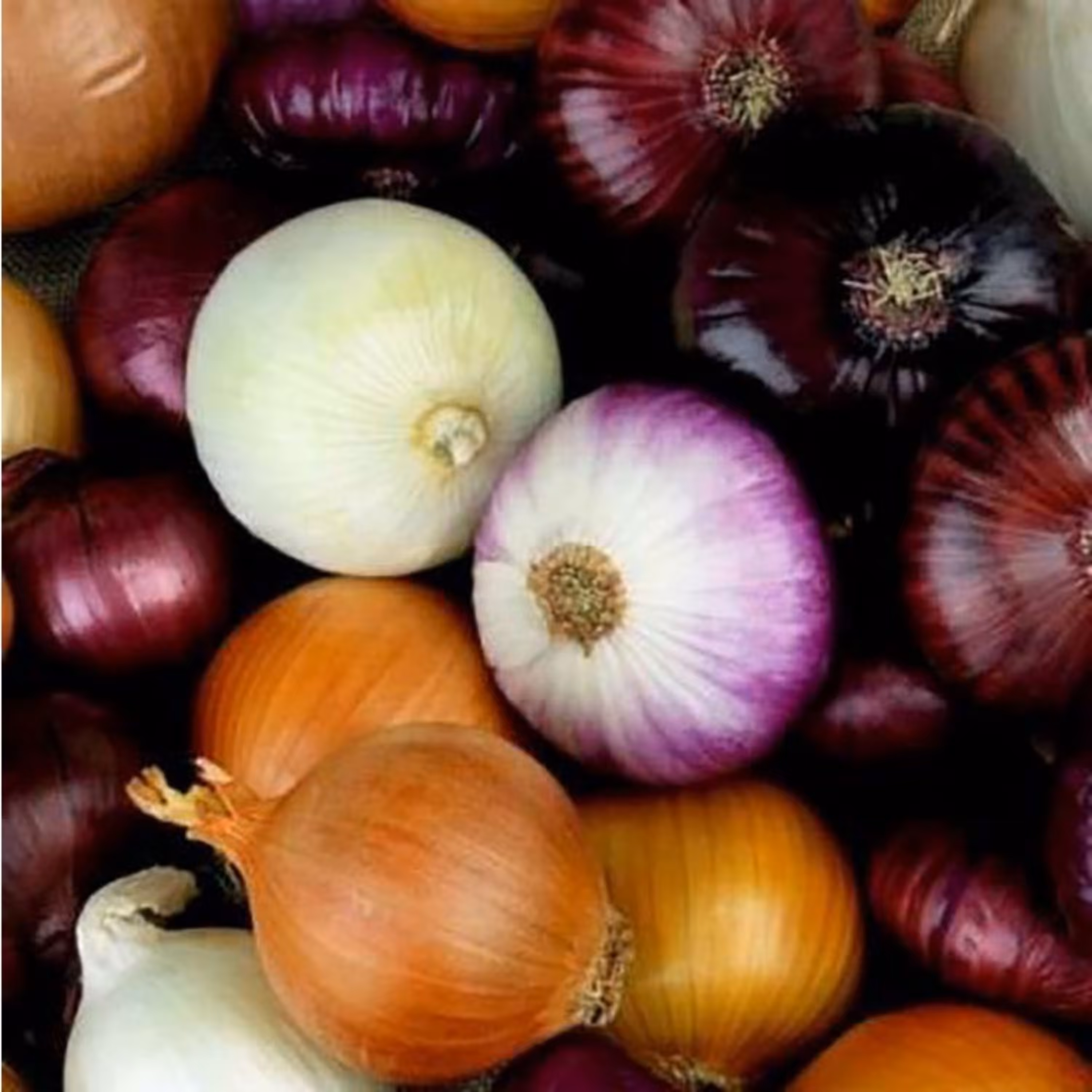 بذر پیاز میکس