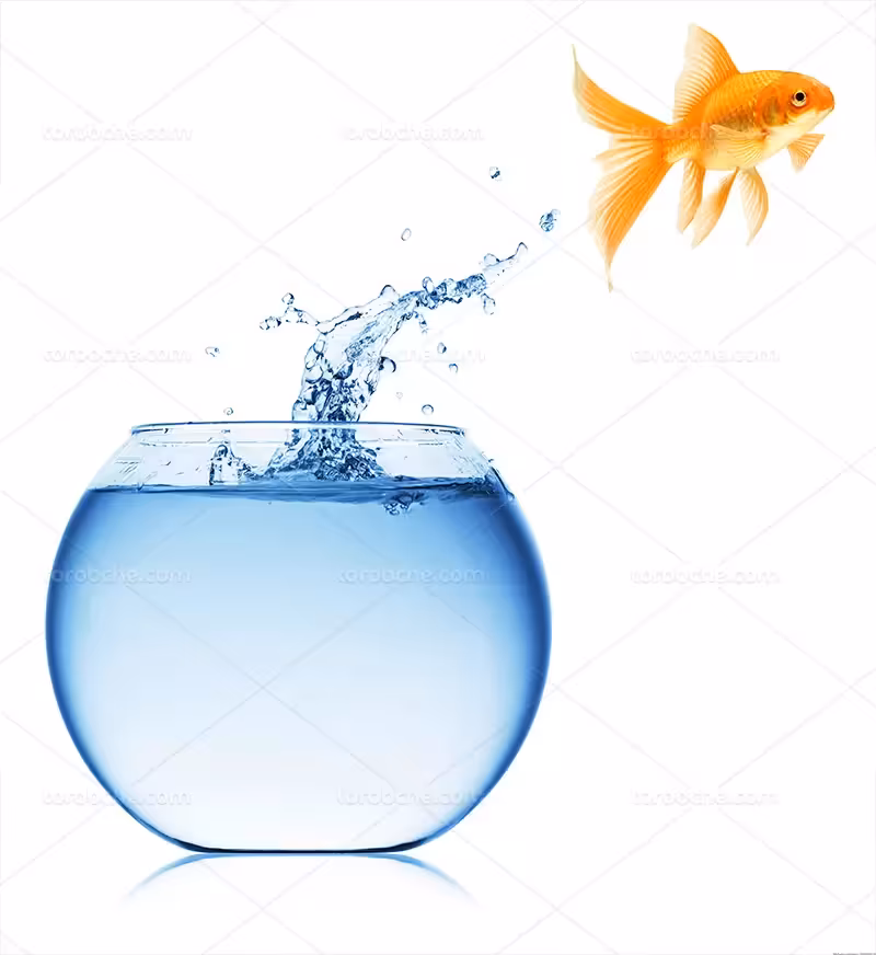 عکس ماهی قرمز و تنگ آب | گرافیک با طعم تربچه