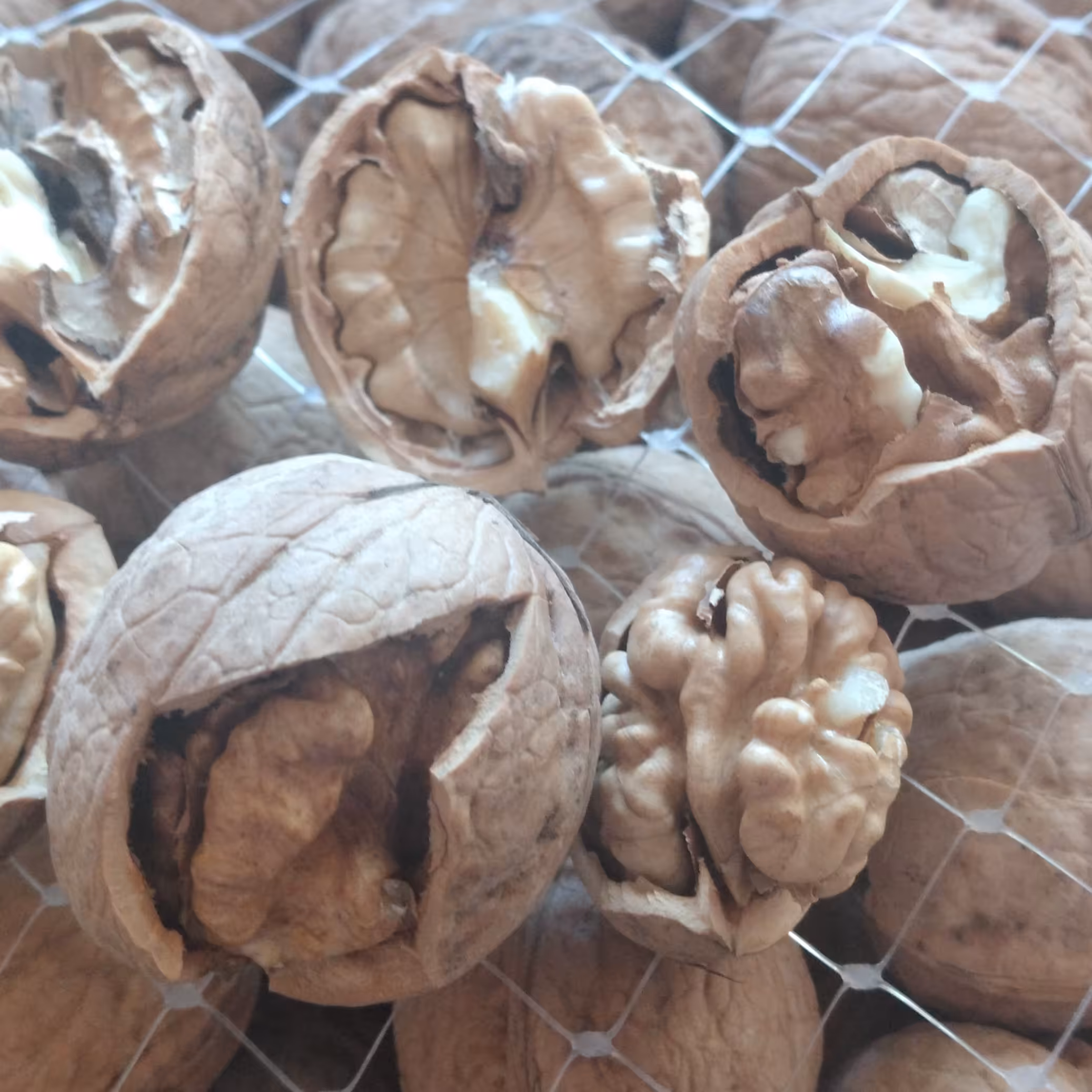 گردو ایرانی 