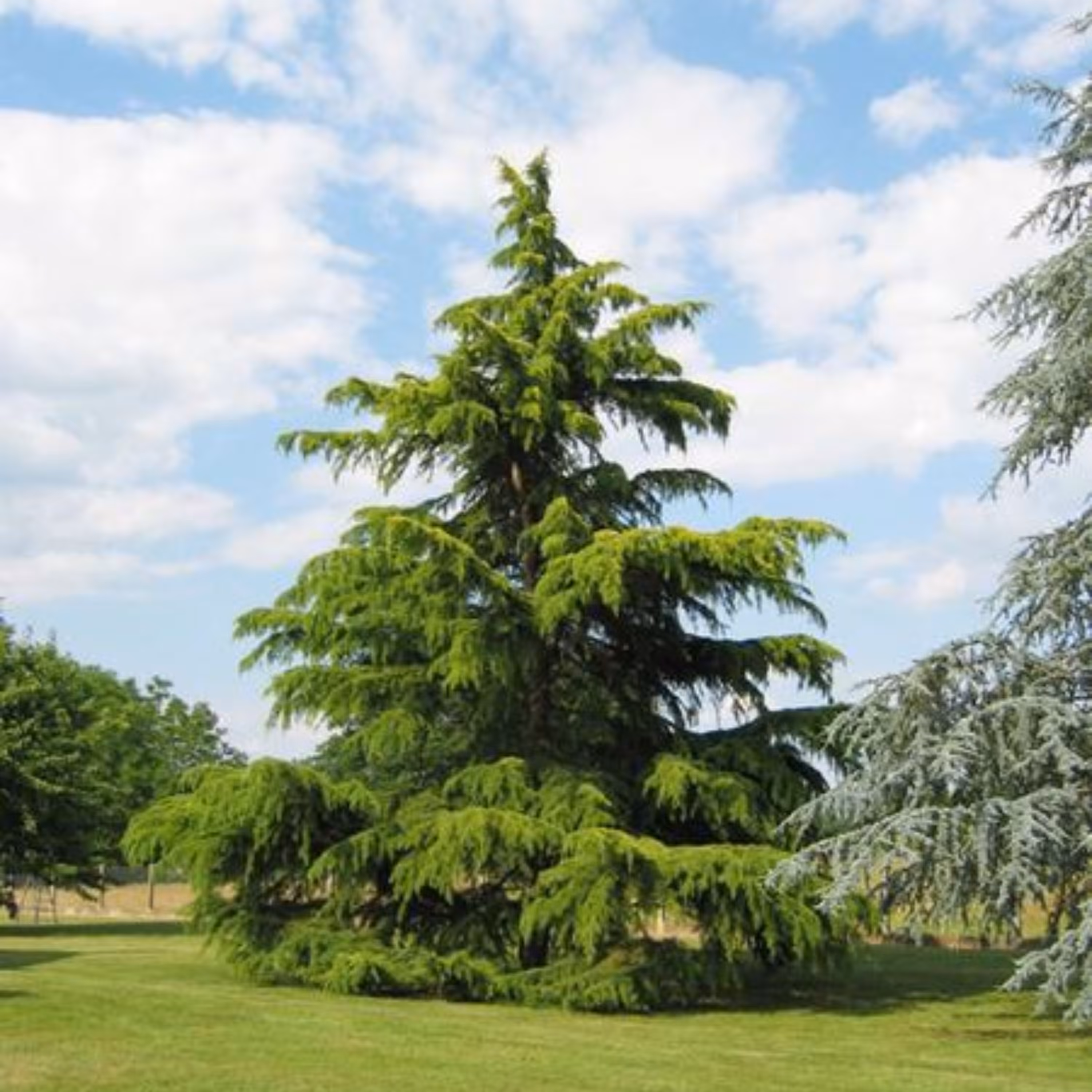 بذر سدروس دئودورا 20 عددی 