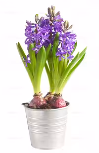 عکس گل بنفش رنگ | گرافیک با طعم تربچه