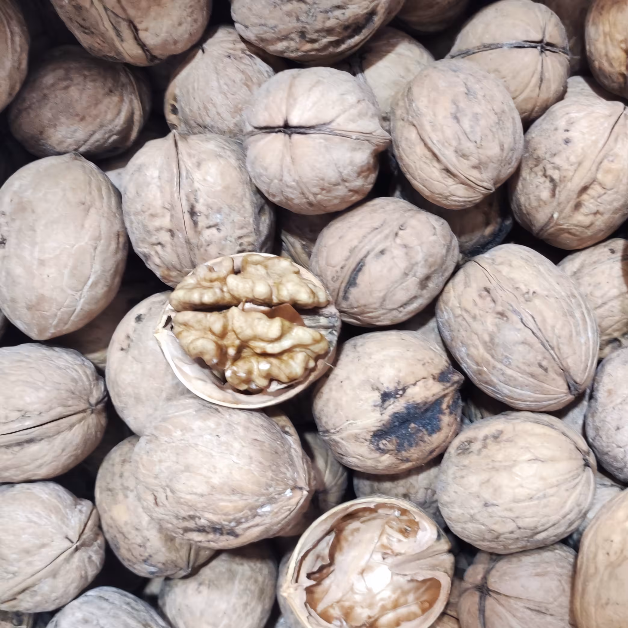 گردو شاهرود پوست کاغذی مغز سفید و پر بدون سوزنی 5 کیلویی