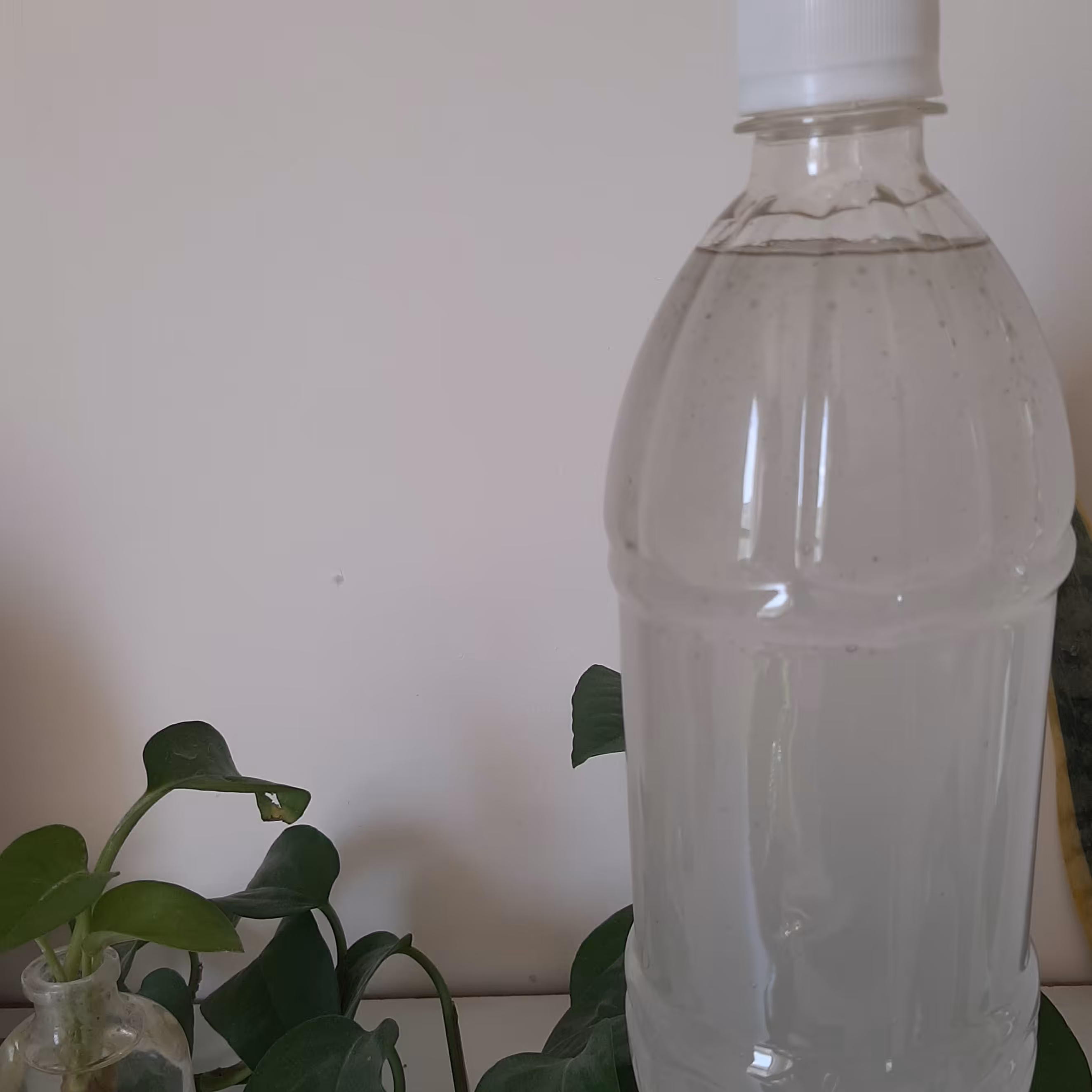 عرق هل صد درصد طبیعی و خالص همراه با اسانس 1 لیتری