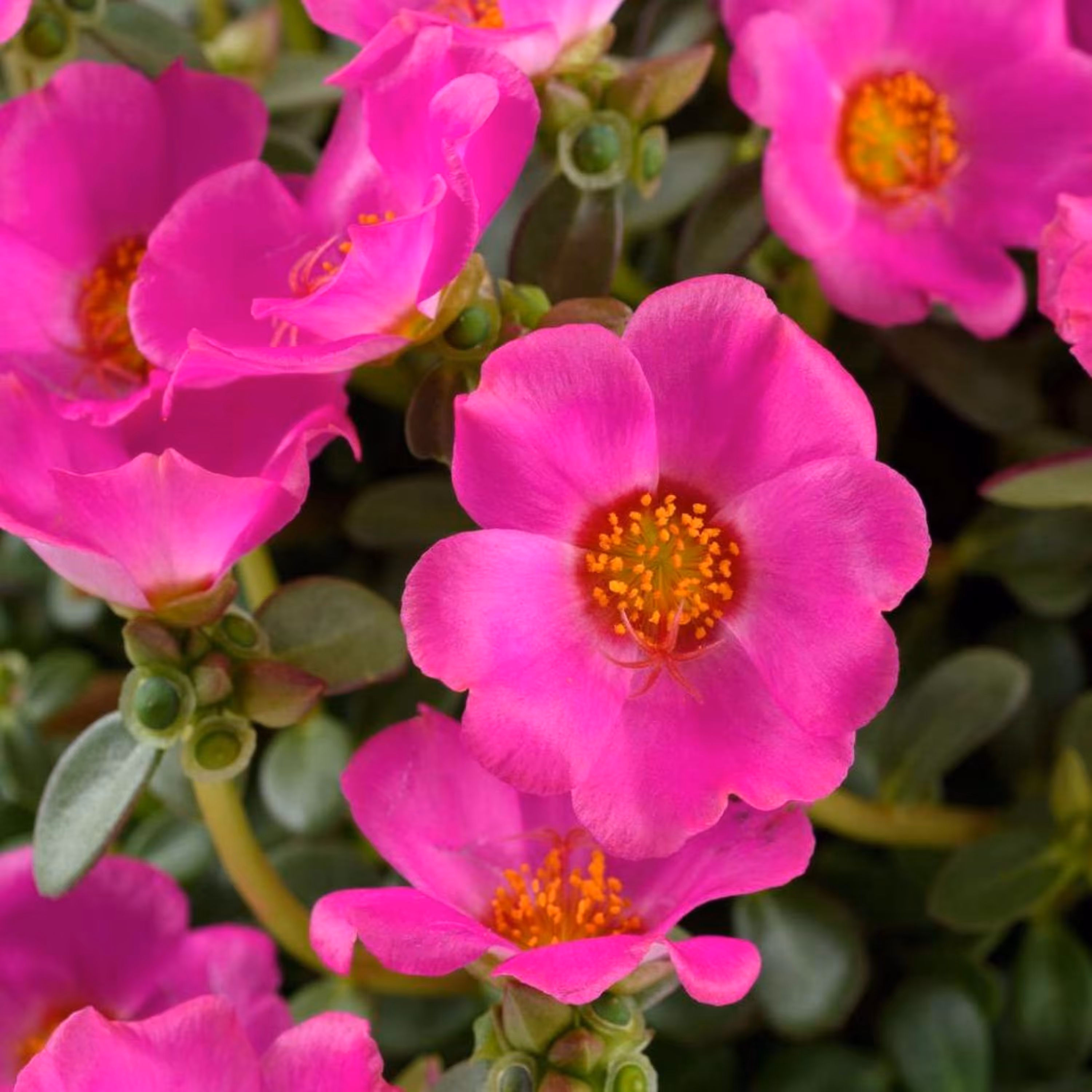 بذر گل ناز آفتابی ارغوانی