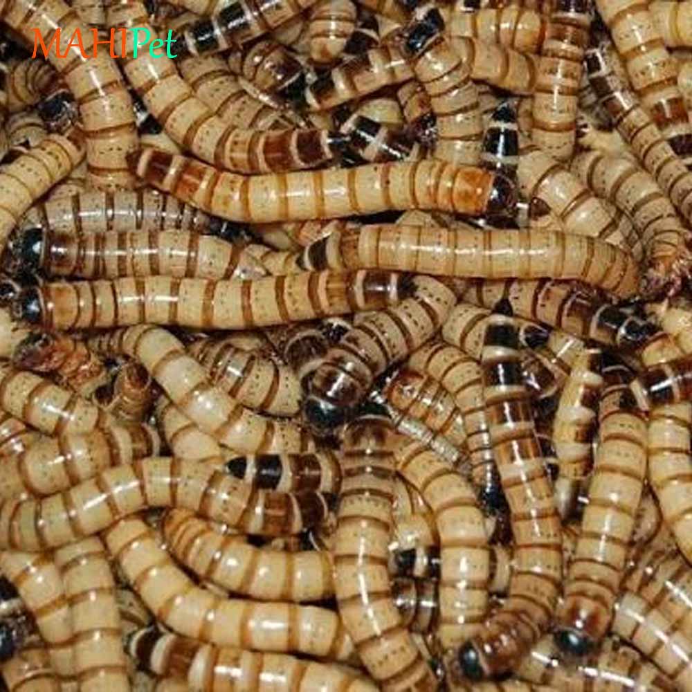 غذای سوپرورم زنده بسته 50 گرمی