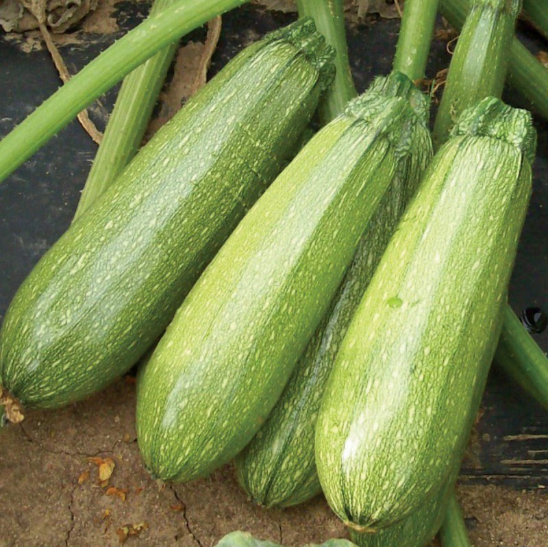 بذر کدو خورشتی