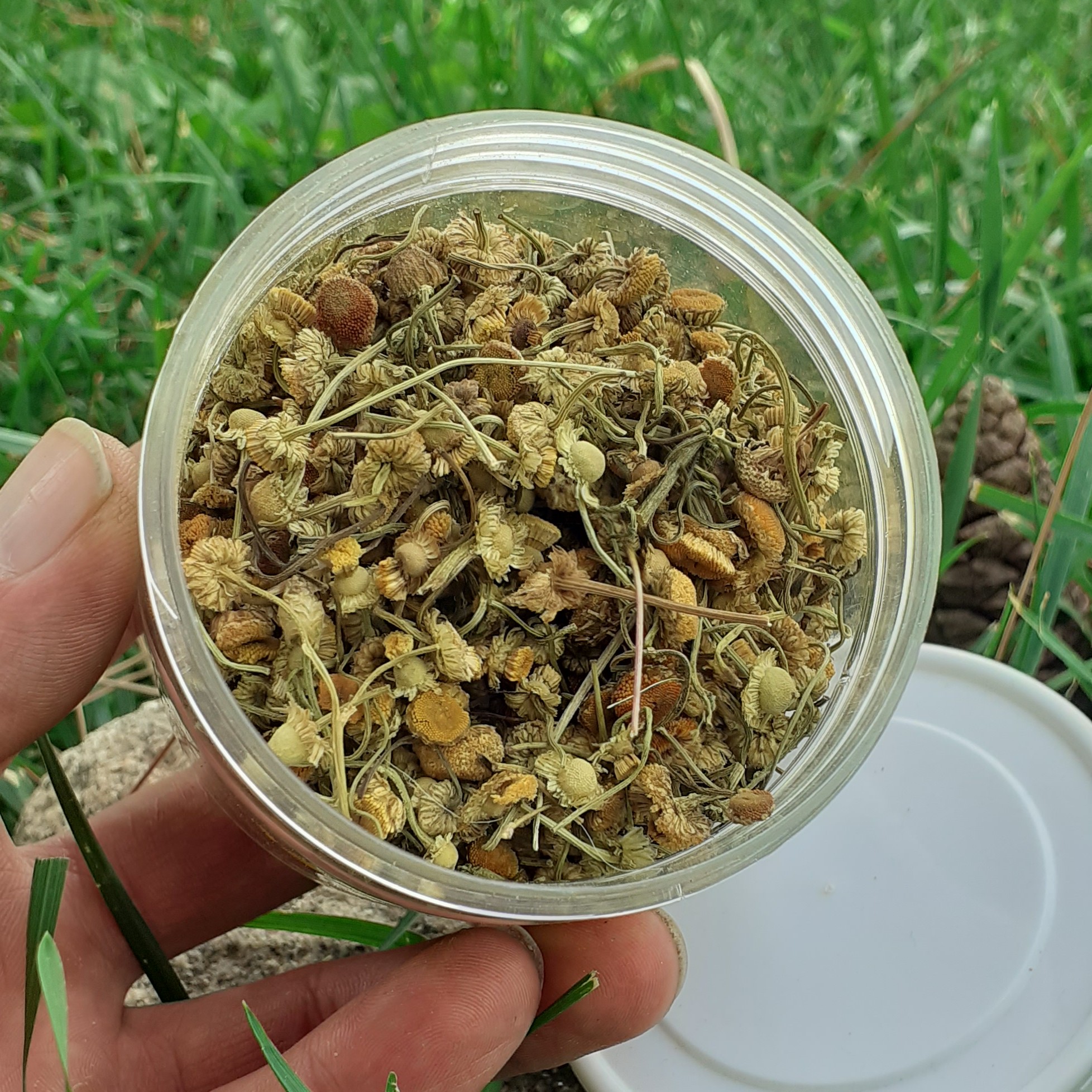 گل بابونه 50 گرمی