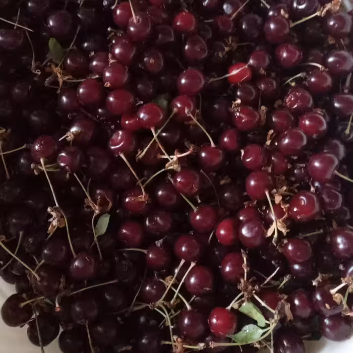 مربا البالو خانگی