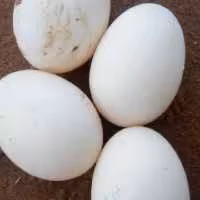 تخم اردک. میزان پروتئین موجود در تخم اردک 30الی 40 درصد بیشتر از تخم مرغ است هربسته 9 عدد میباشد