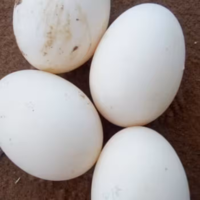 تخم اردک. میزان پروتئین موجود در تخم اردک 30الی 40 درصد بیشتر از تخم مرغ است هربسته 9 عدد میباشد