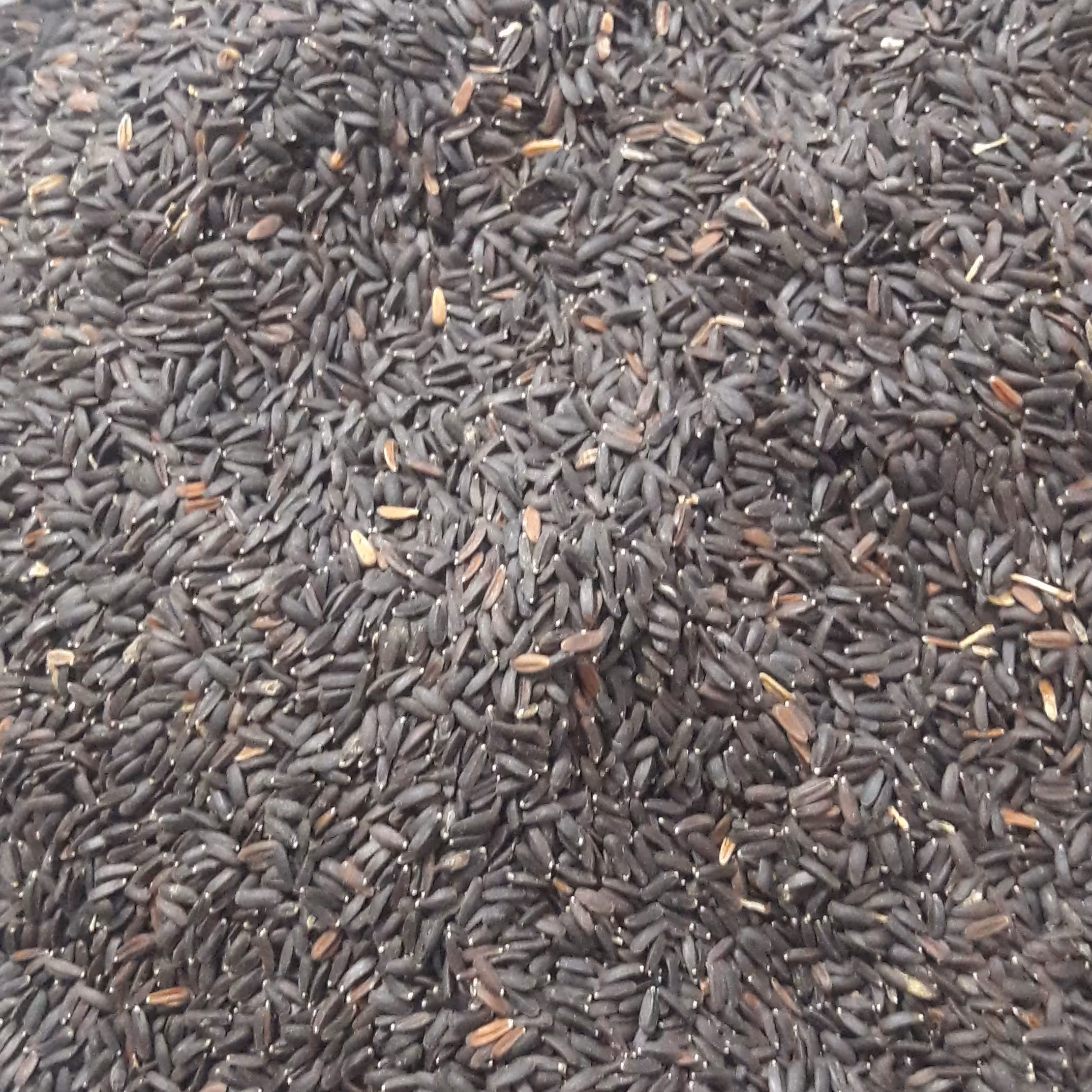 تخم شربتی درشت( بالنگو) 100 گرمی