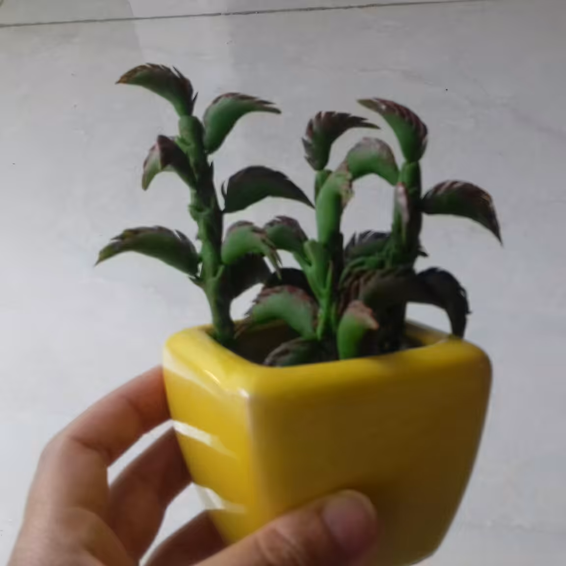 گلدان کاکتوس 3