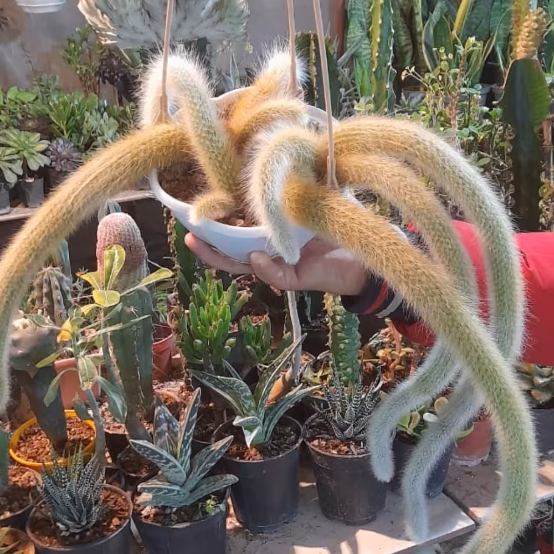 دم روباهی اویز پر