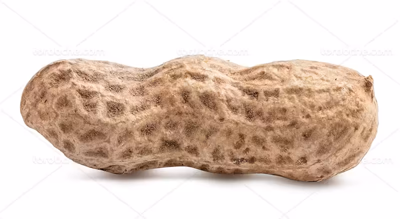 عکس بادام زمینی با کیفیت بالا | گرافیک با طعم تربچه