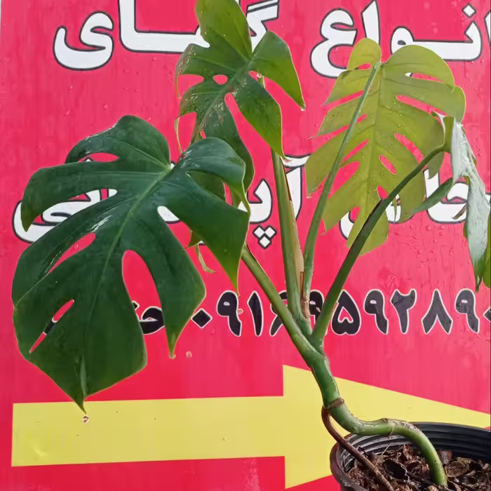 گل گلدان مونسترا قشنگ  پس کرایه 