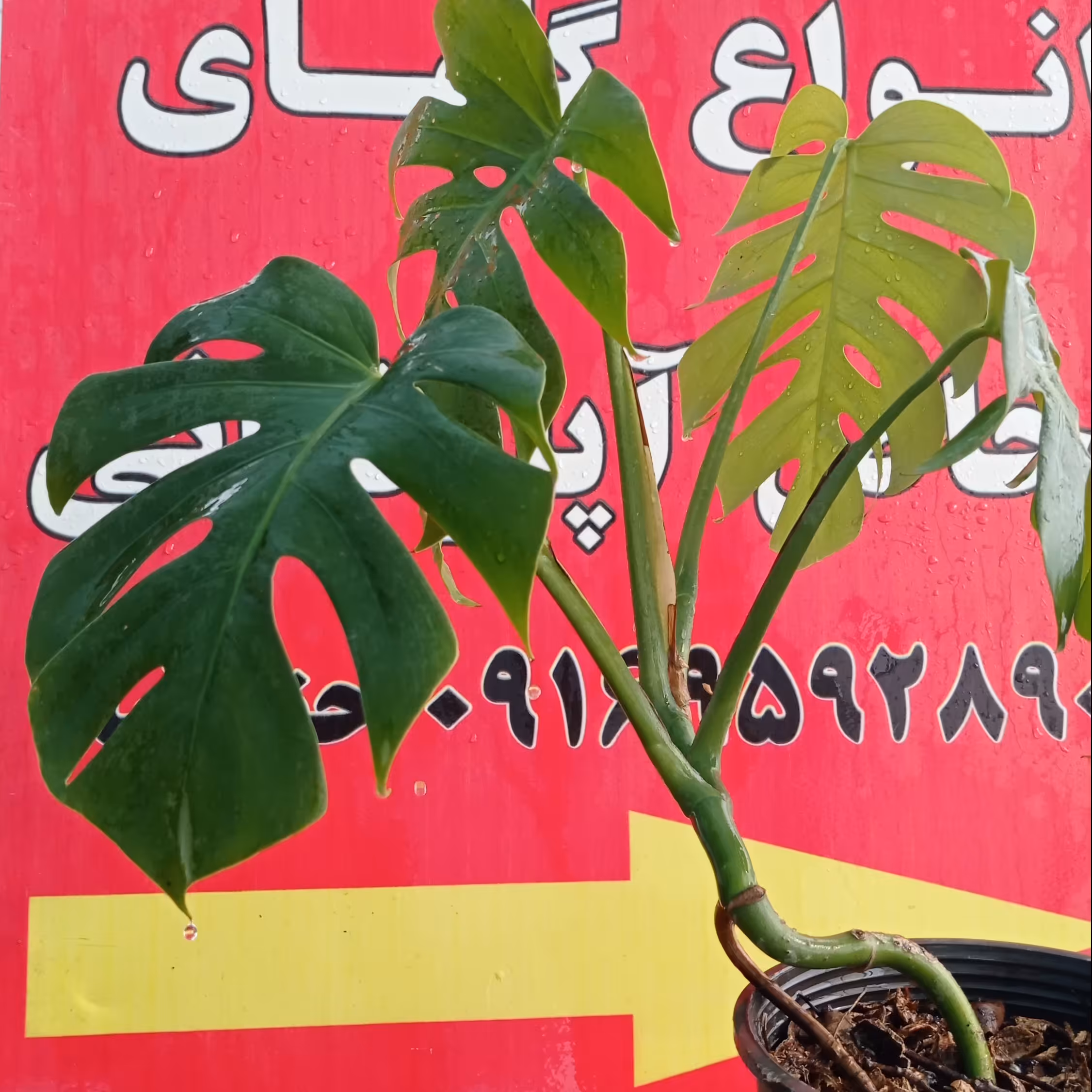 گل گلدان مونسترا قشنگ  پس کرایه 