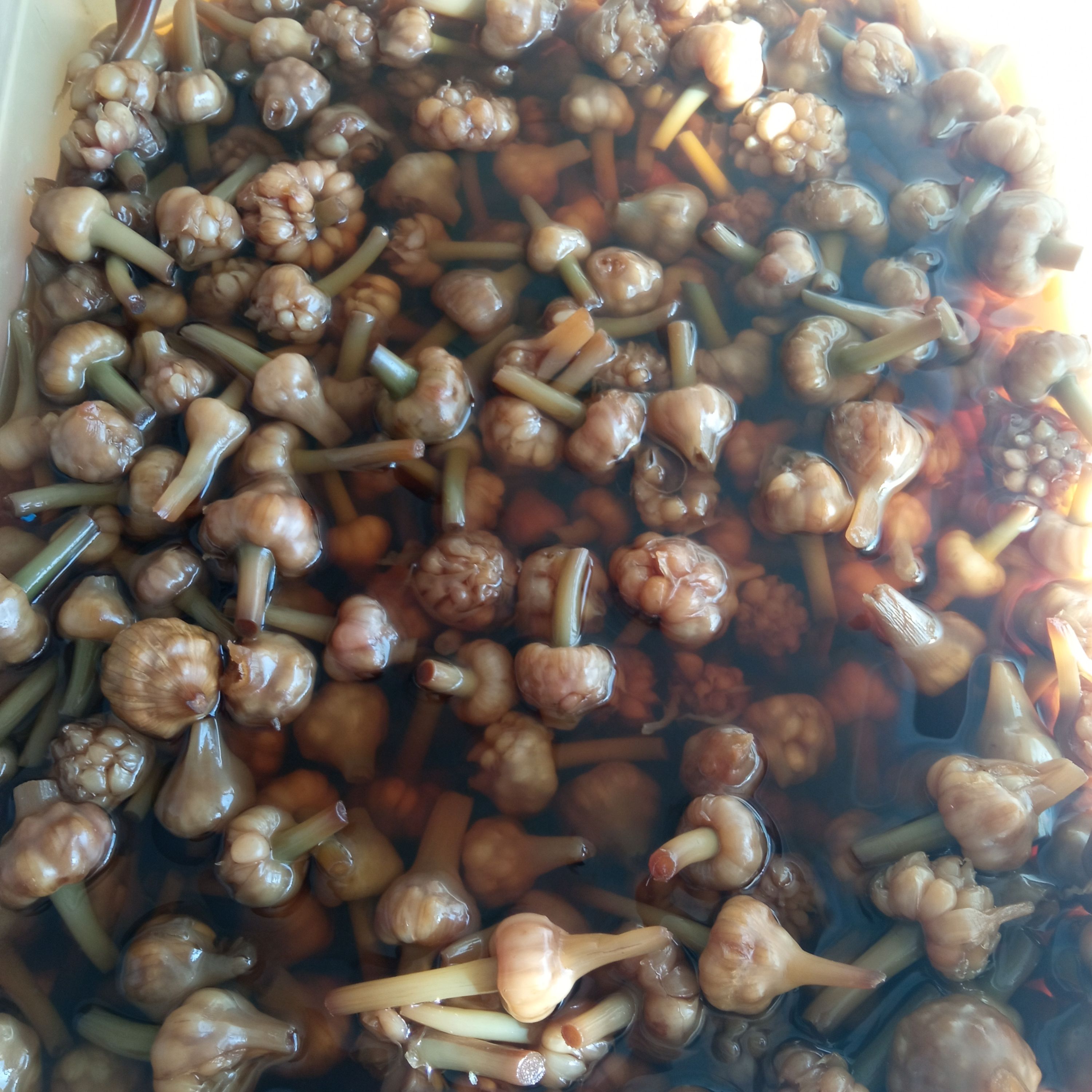 گل سیر درجه یک و خوش طعم با رنگ طبیعی و ماندگاری عالی
