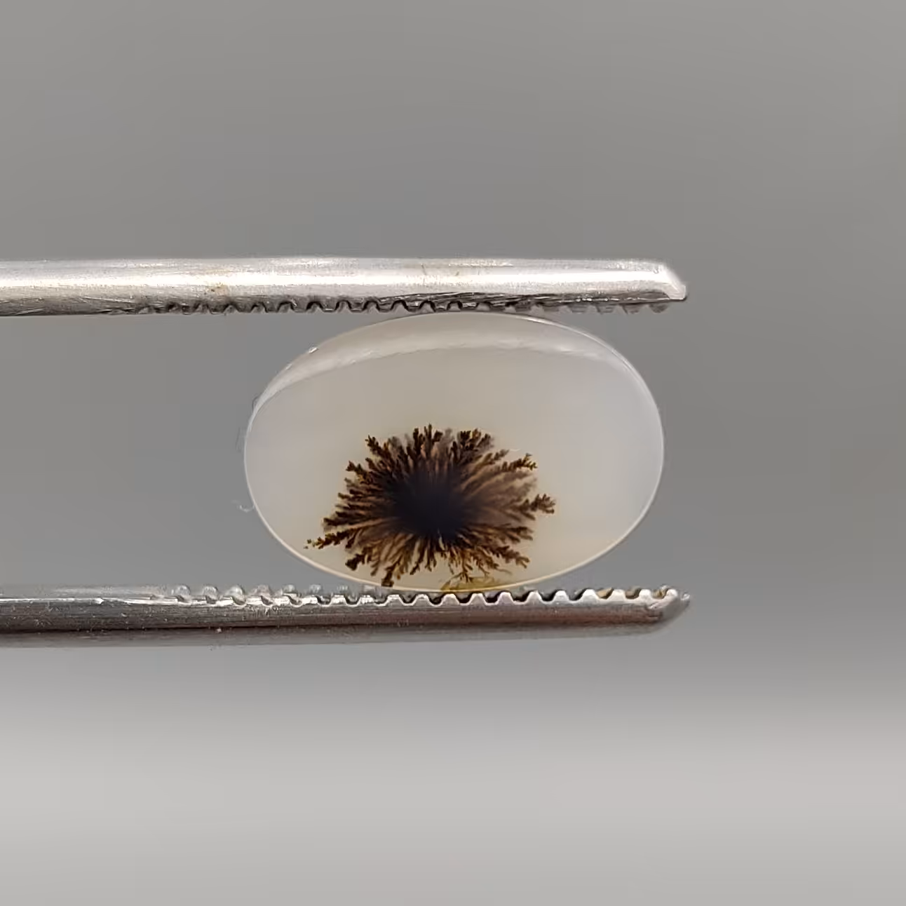 شجر طبیعی و معدنی کلکسیونی و زیبا 13 میل 