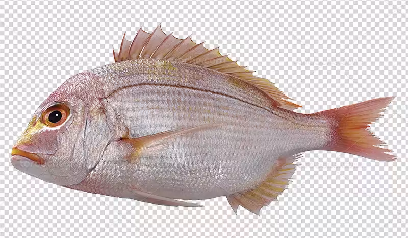 عکس PNG ماهی سرخو | گرافیک با طعم تربچه