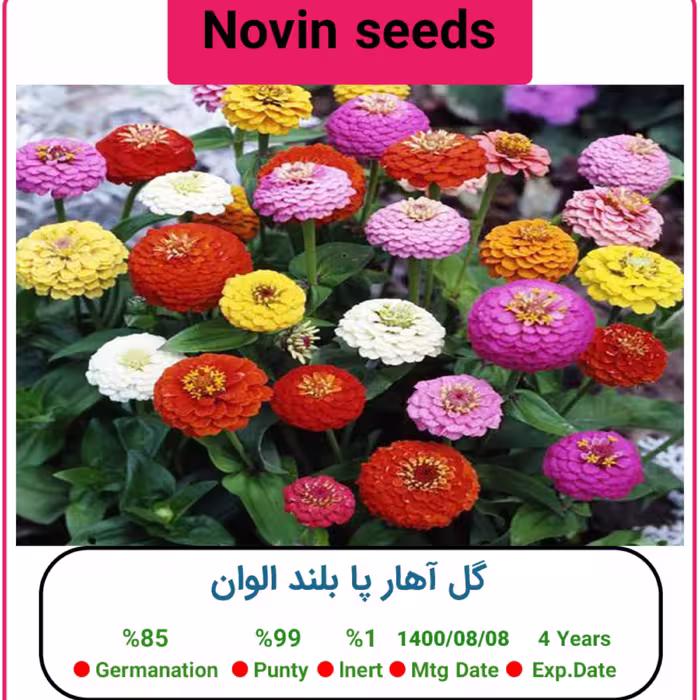 بذر گل آهار پا بلند الوان