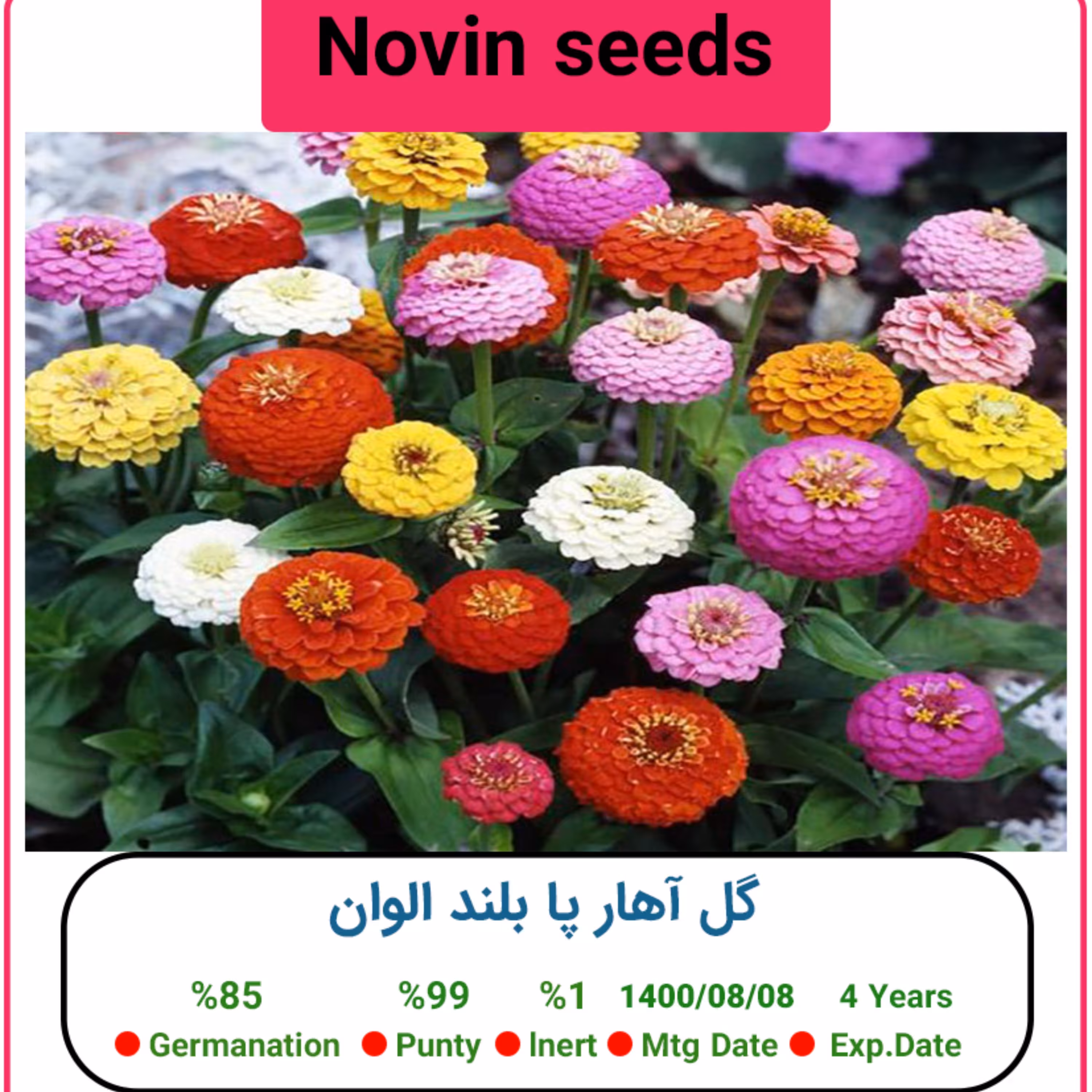 بذر گل آهار پا بلند الوان