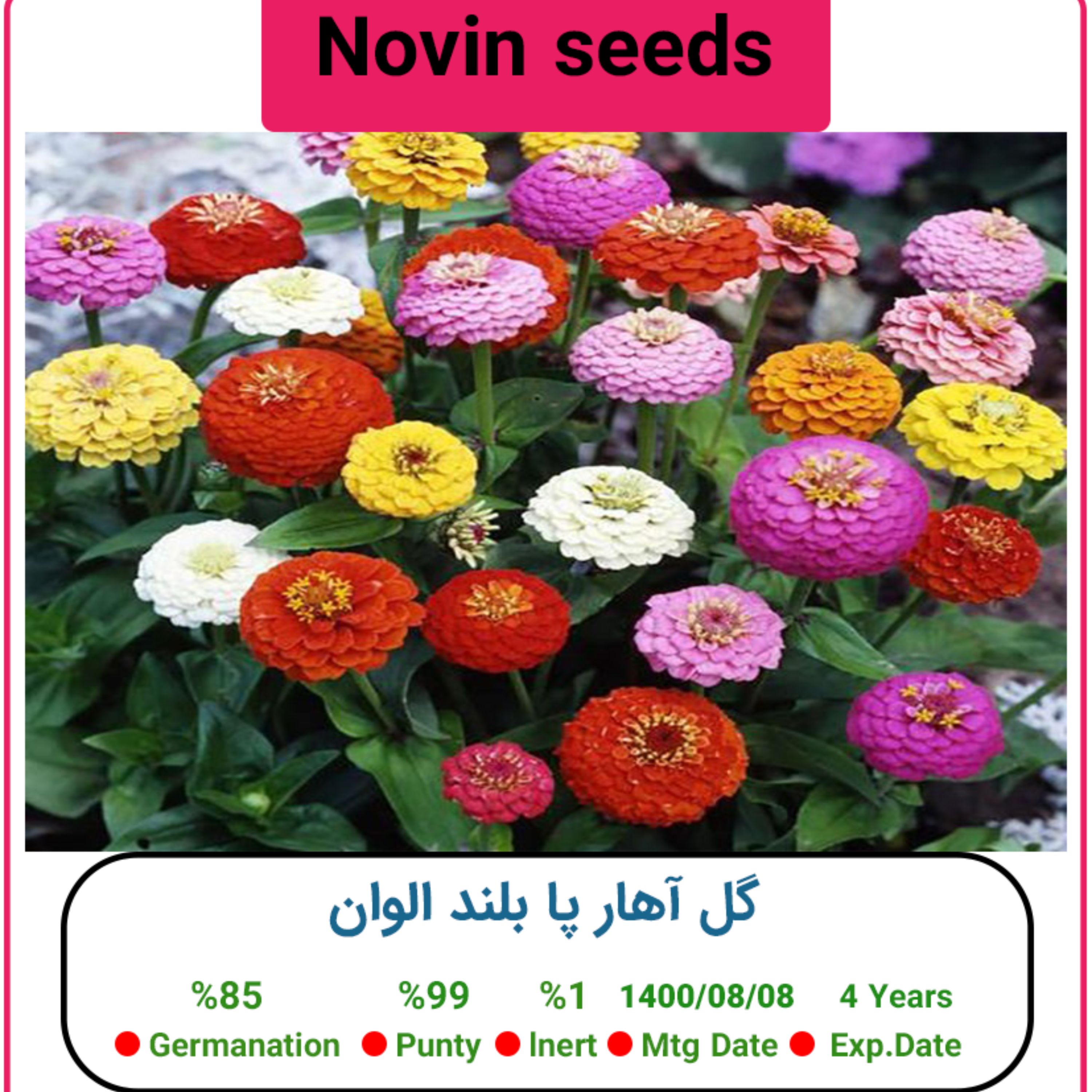بذر گل آهار پا بلند الوان