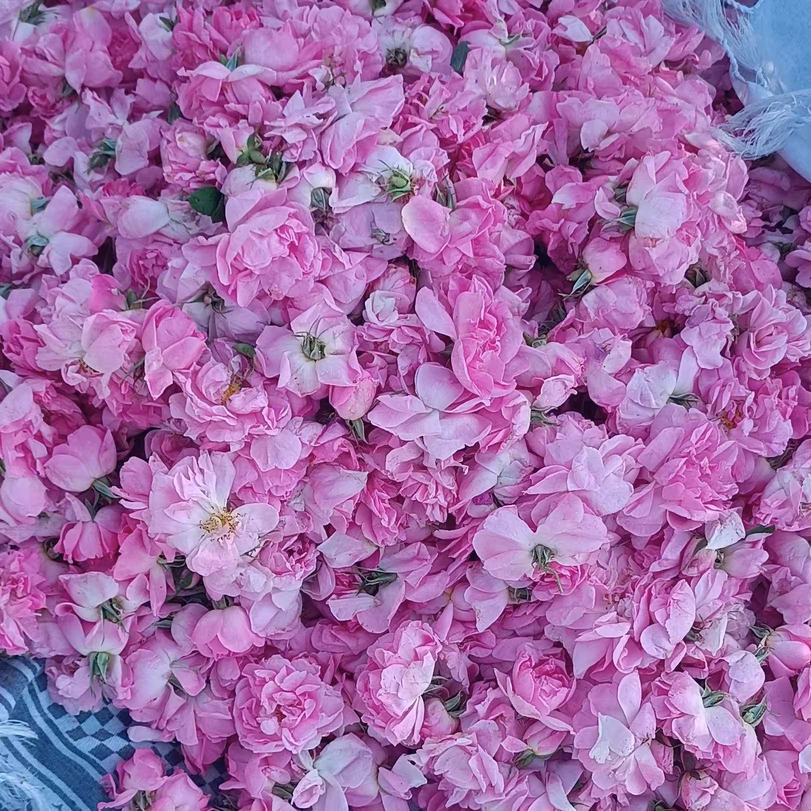 گلاب درجه یک 4لیتری