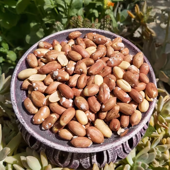 بادام زمینی درشت امساله آستانه اشرفیه تازه 250گرمی