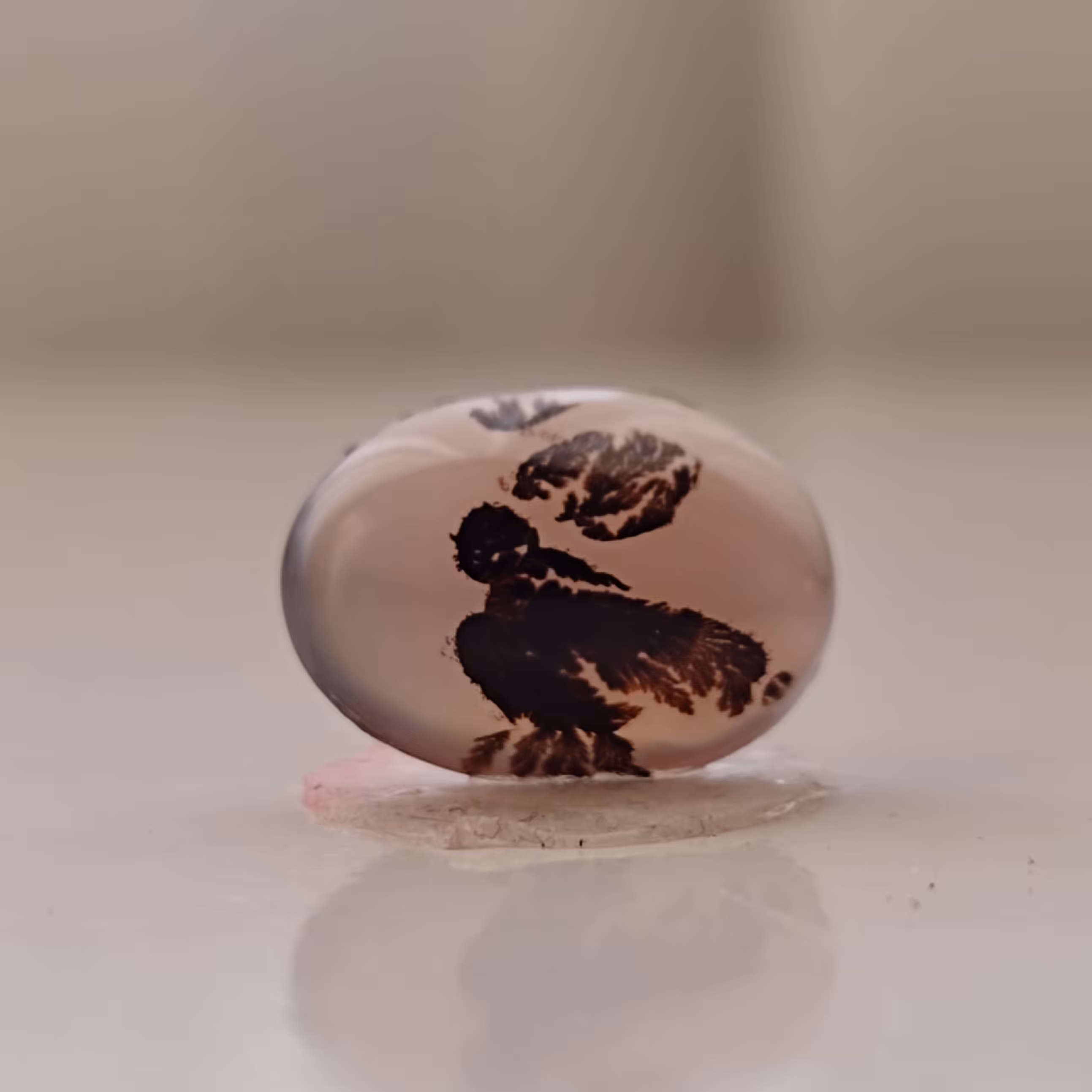 نگین کلکسیونی شجر قاین  منقش به پرنده 