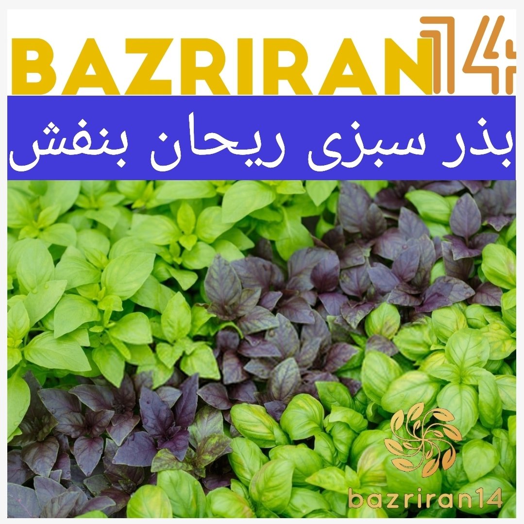 بذر سبزی ریحان بنفش
