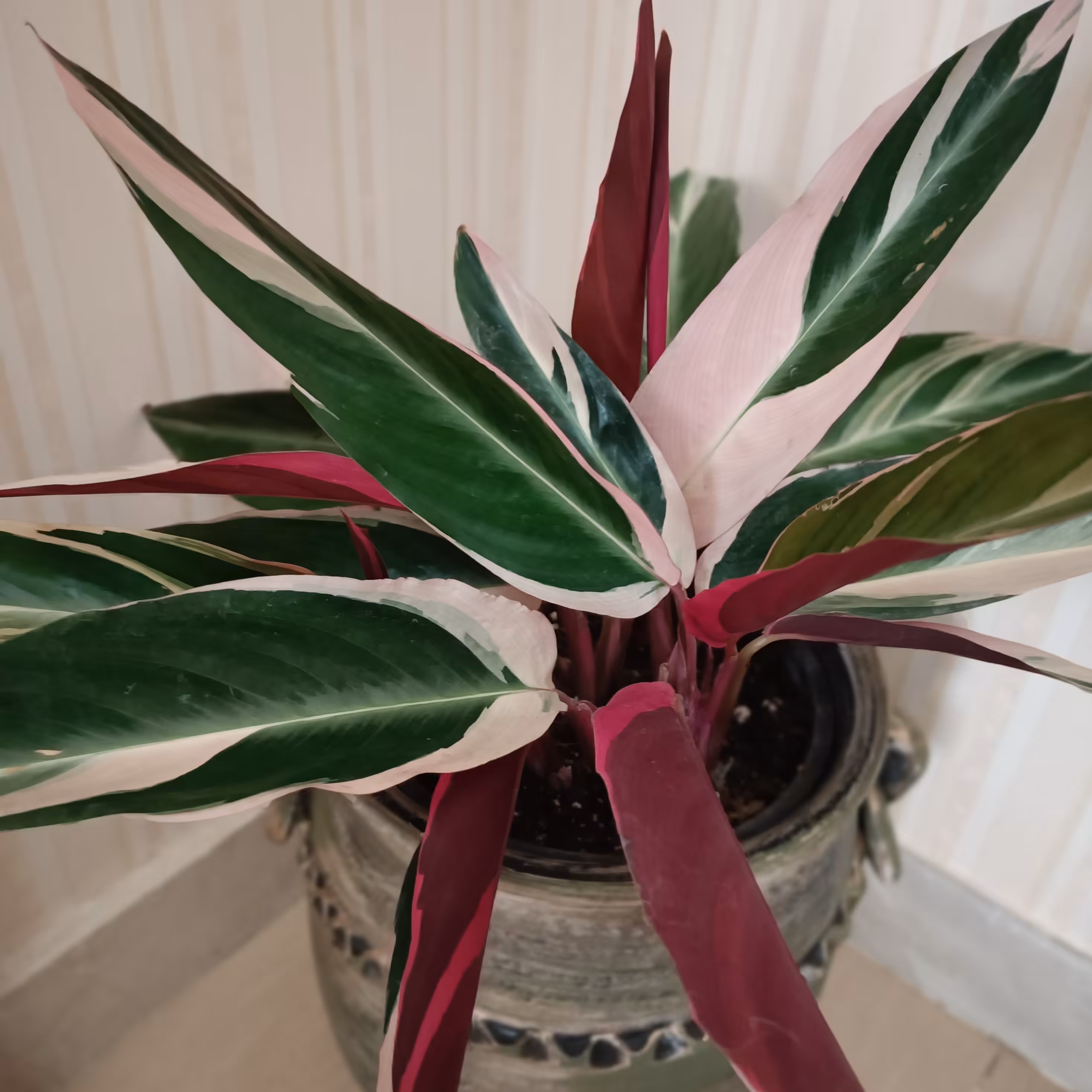 مارانتا قرمز باگلدان پتینه