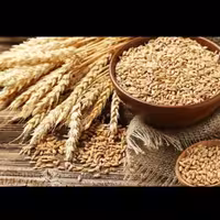 گندم 2کیلوگرمی ارسال رایگان