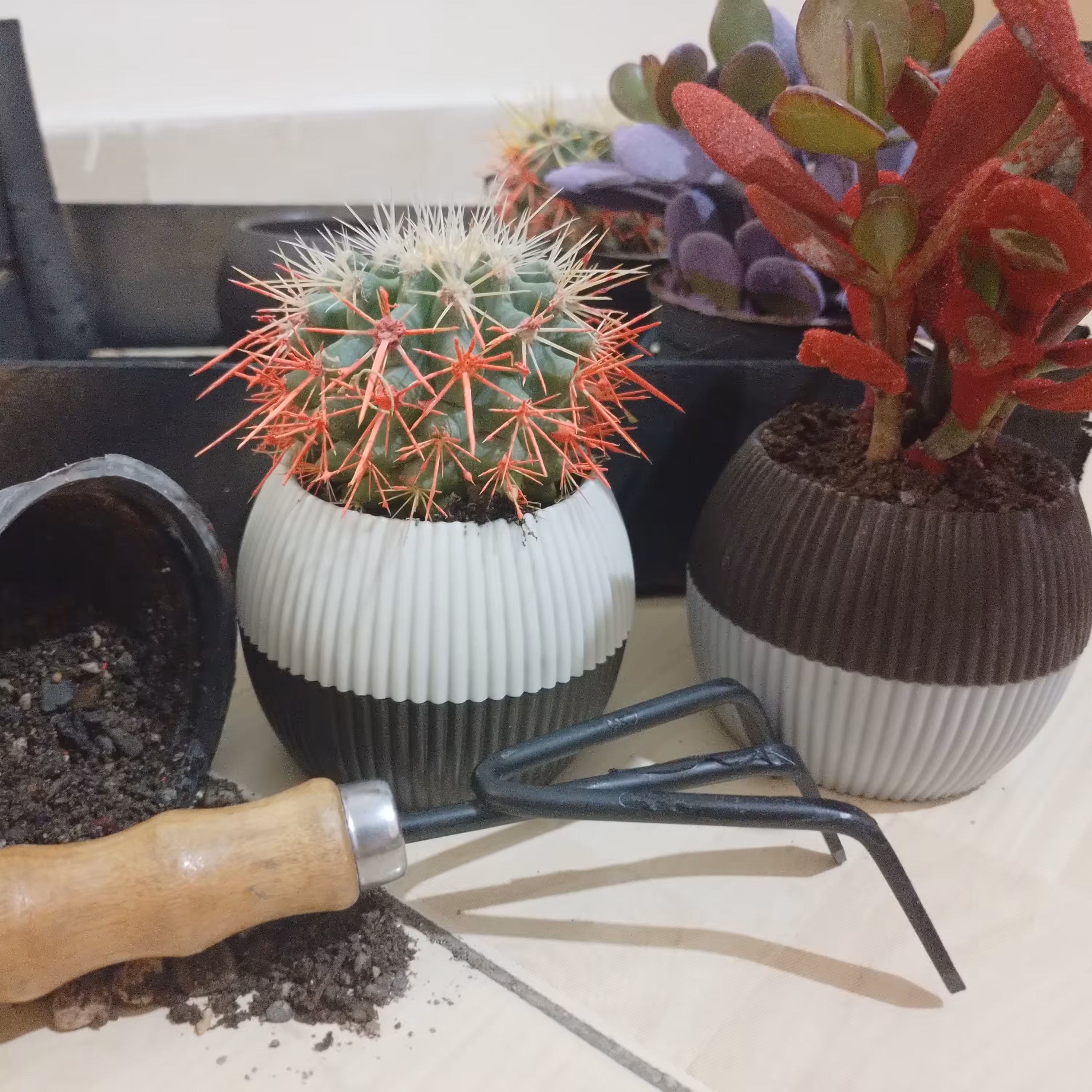 گلدان کاکتوس